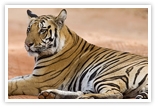Rajasthan Wildlife